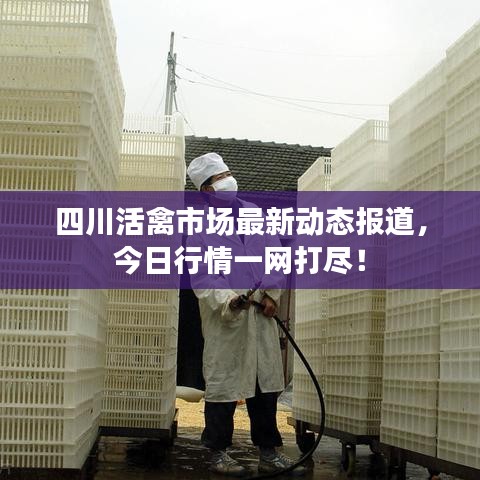 四川活禽市場最新動態報道,今日行情一網打盡!