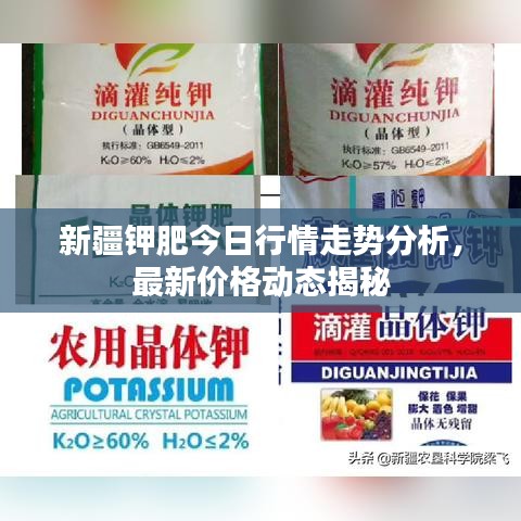 新疆鉀肥今日行情走勢分析，最新價格動態(tài)揭秘