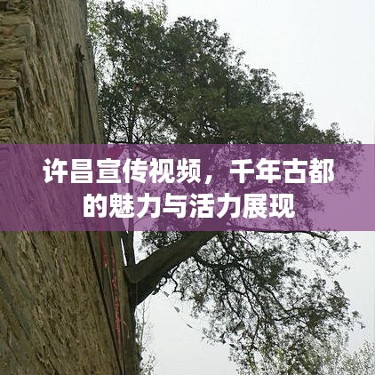 許昌宣傳視頻,千年古都的魅力與活力展現