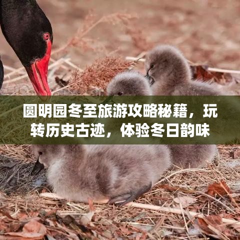圓明園冬至旅游攻略秘籍，玩轉歷史古跡，體驗冬日韻味