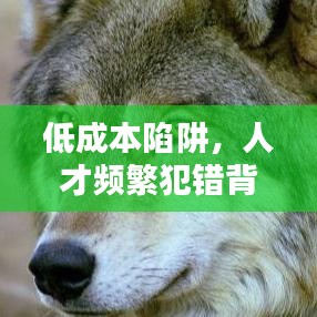 低成本陷阱,人才頻繁犯錯背后的原因揭秘