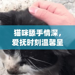 貓咪舔手情深,愛(ài)撫時(shí)刻溫馨呈現(xiàn)