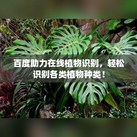 百度助力在線植物識別,輕松識別各類植物種類!