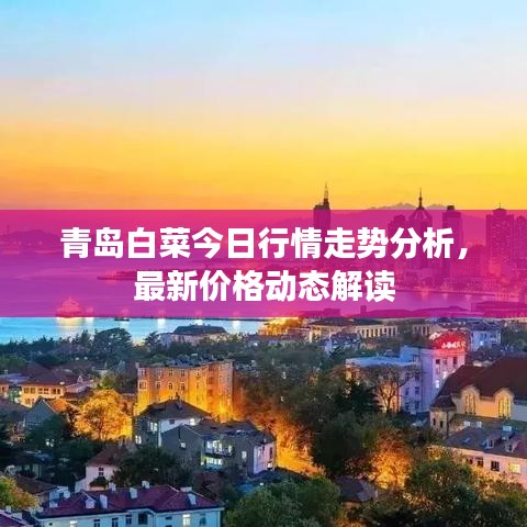 青島白菜今日行情走勢分析,最新價格動態解讀