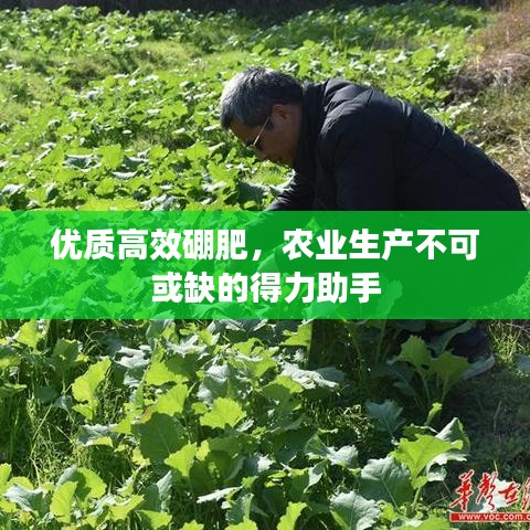 優質高效硼肥,農業生產不可或缺的得力助手