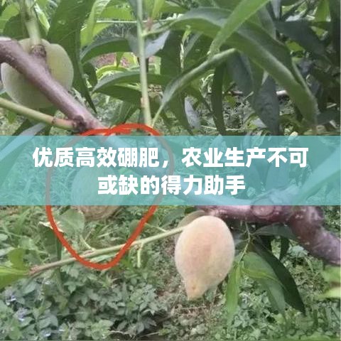 優質高效硼肥,農業生產不可或缺的得力助手