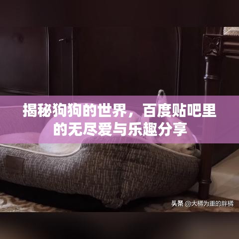 揭秘狗狗的世界,百度貼吧里的無盡愛與樂趣分享
