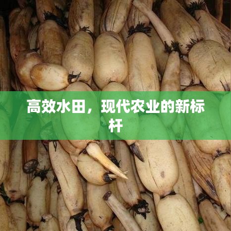 高效水田,現(xiàn)代農(nóng)業(yè)的新標(biāo)桿