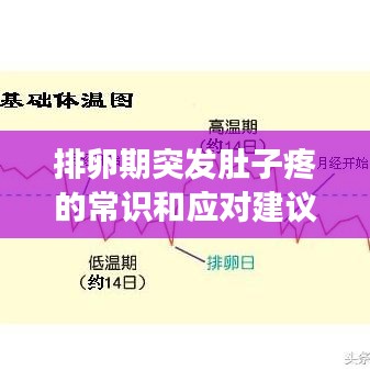 排卵期突發肚子疼的常識和應對建議,你需要知道的事