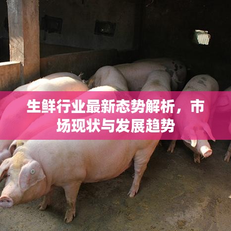 生鮮行業最新態勢解析,市場現狀與發展趨勢